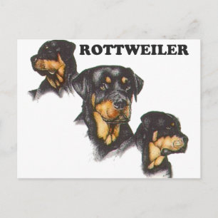 Rottweiler Postkarte