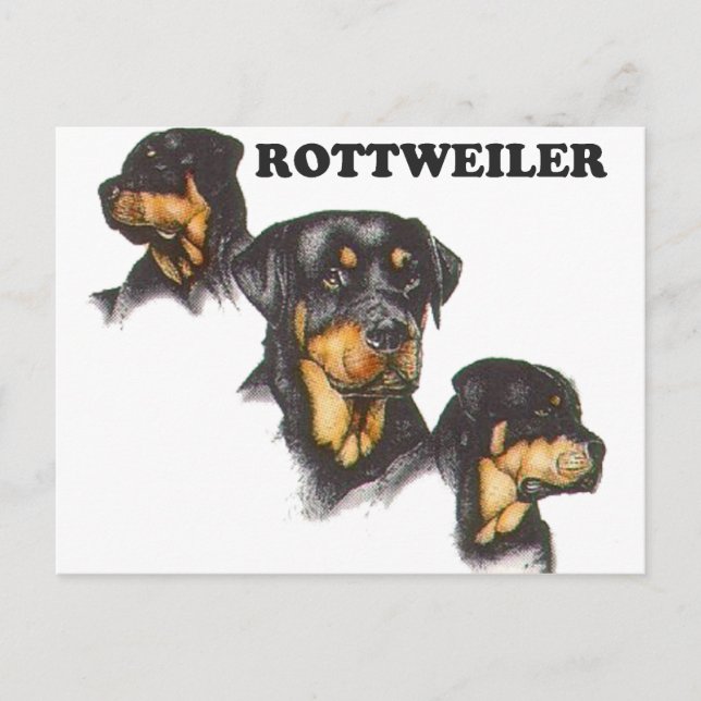 Rottweiler Postkarte (Vorderseite)