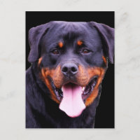 "Rottweiler"