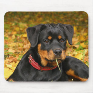 Rottweiler Pup auf dem Boden im Wald Mousepad