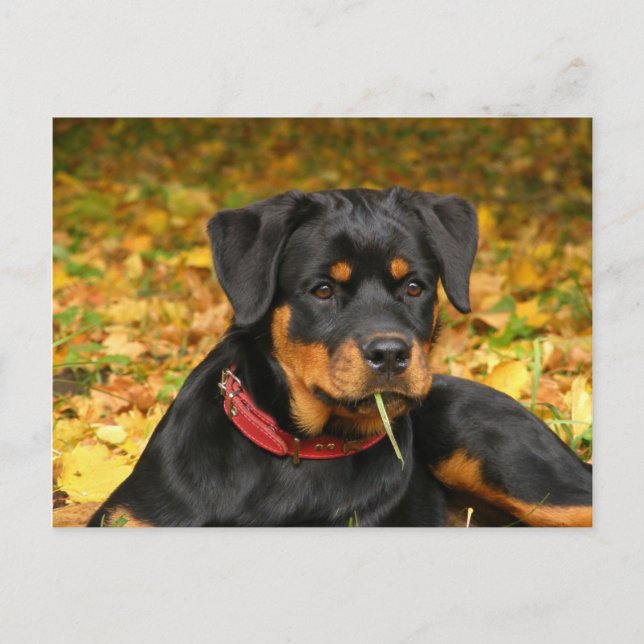 Rottweiler Pup auf dem Boden im Wald Postkarte (Vorderseite)