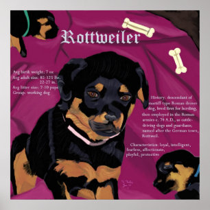 Rottweiler Pup Poster