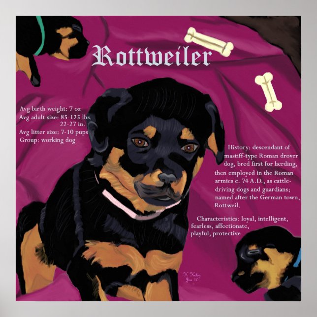 Rottweiler Pup Poster (Vorne)