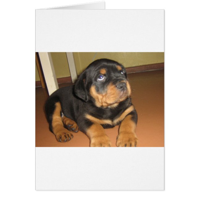Rottweiler_puppy (Vorne)