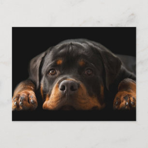 Rottweiler Puppy Dog Greeting Postcard - Blank Postkarte