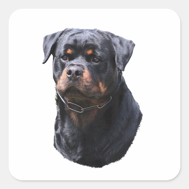 Rottweiler Quadratischer Aufkleber (Vorderseite)