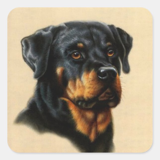 Rottweiler Quadratischer Aufkleber (Vorderseite)