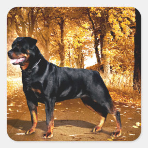 Rottweiler Quadratischer Aufkleber