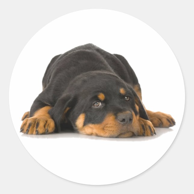 Rottweiler Runder Aufkleber (Vorderseite)
