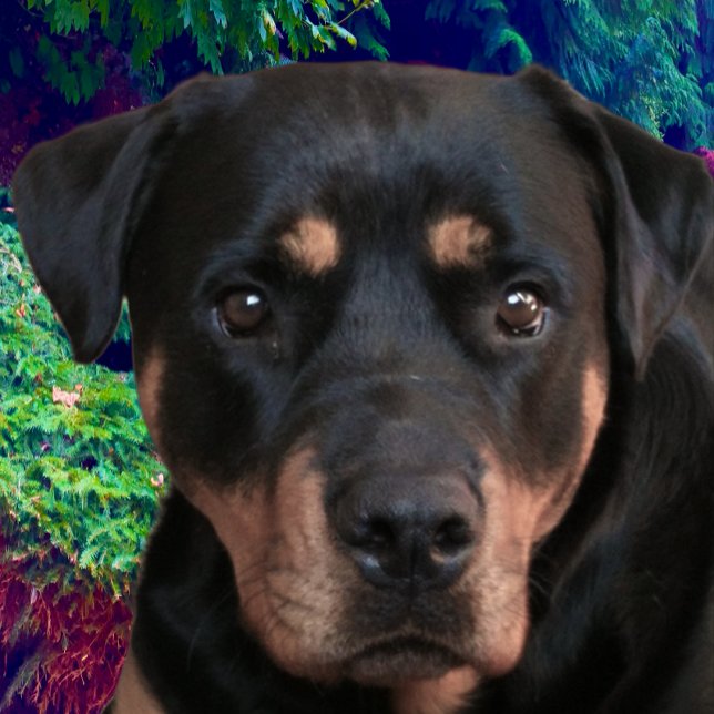 Rottweiler, selbstsicherer Wächter Tri-Blend Shirt (Von Creator hochgeladen)