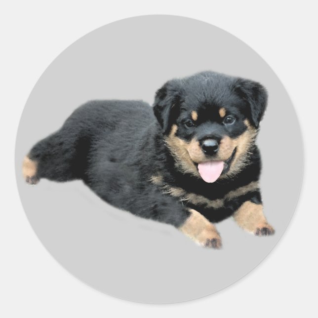 Rottweiler Sticker (Vorderseite)