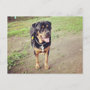 rottweiler-voll postkarte