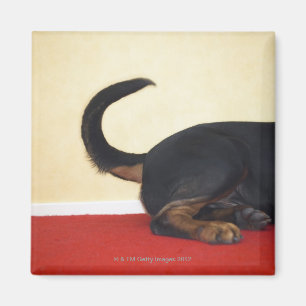 Rottweiler wagging Schwanz, Hinterabschnitt Magnet