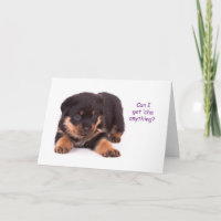 Rottweiler Welpe bekommt Wohlfühlkarte
