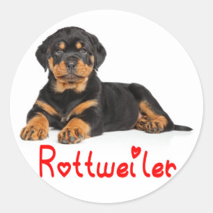 Rottweiler Welpe Brown & Black Hund Red Liebe Runder Aufkleber