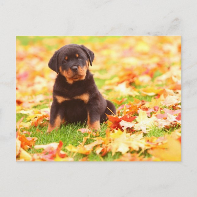 Rottweiler Welpe, der im Herbst-Blätter sitzt Postkarte (Vorderseite)