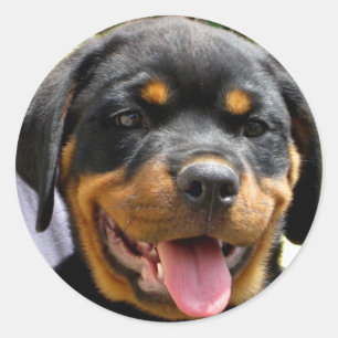 Rottweiler Welpe Runder Aufkleber