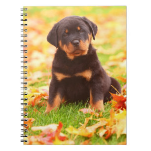 Rottweiler Welpe sitzt im Herbst Leaves Notizblock