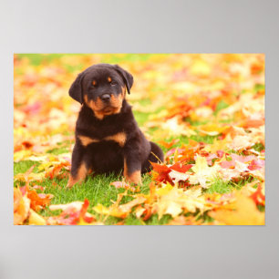 Rottweiler Welpe sitzt im Herbst Leaves Poster