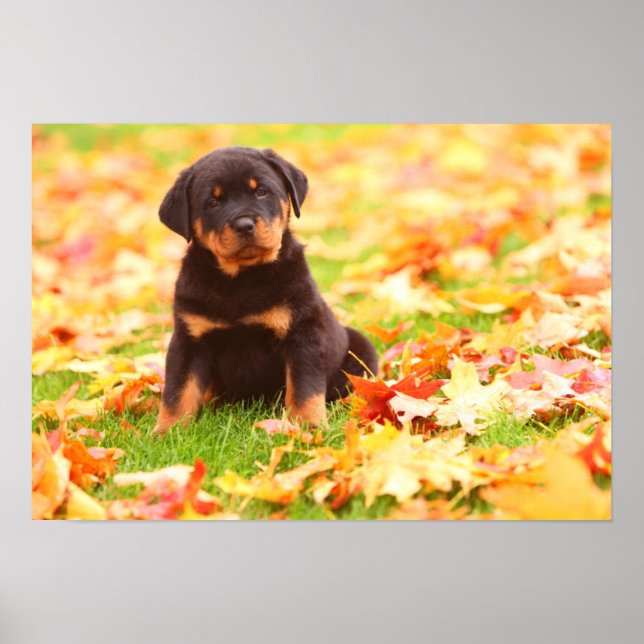 Rottweiler Welpe sitzt im Herbst Leaves Poster (Vorne)