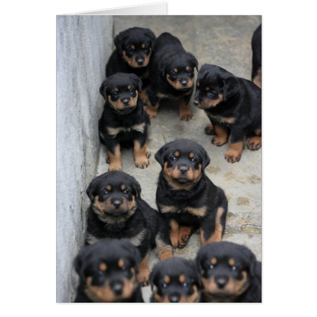 Rottweiler Welpen (Vorne)