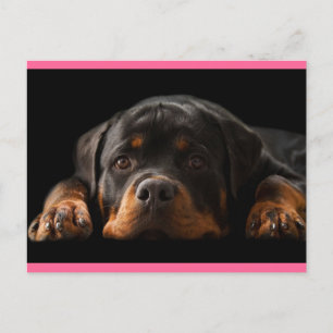 Rottweiler Welpen Hund Grußkarte - Leere Postkarte