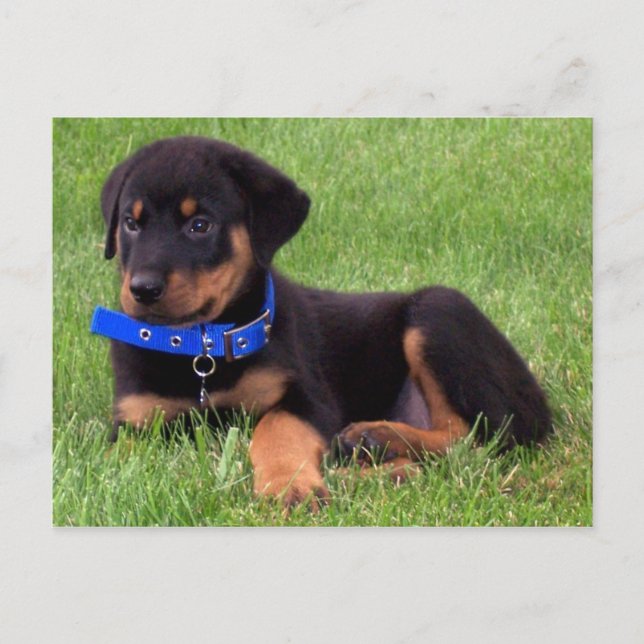 rottweiler Welpen Postkarte (Vorderseite)