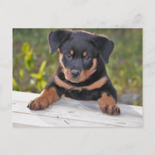 Rottweiler-Welpen-Postkarte Postkarte