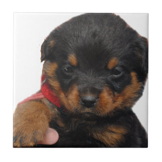 Rottweiler Welpen-Rot Fliese