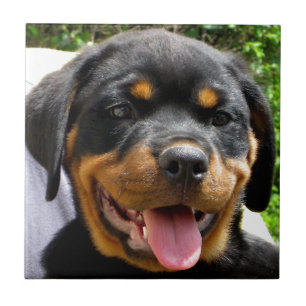 Rottweiler Welpengesicht Hund Niedlich Fliese