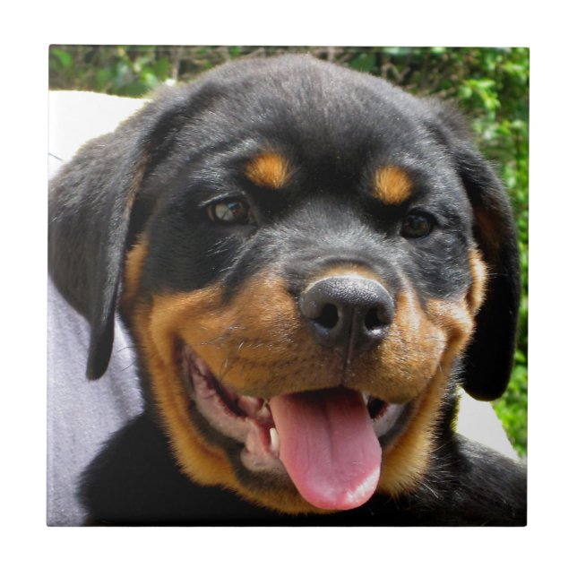 Rottweiler Welpengesicht Hund Niedlich Fliese (Vorderseite)