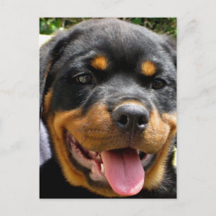 Rottweiler Welpengesicht Hund Niedlich Postkarte