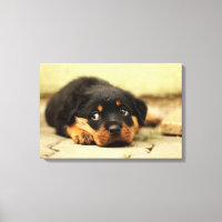 Rottweiler Welpenhund, der das Leben liebt