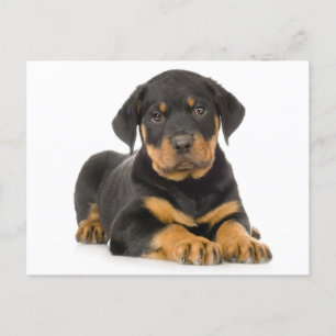 Rottweiler Welpenhund Leere Postkarte