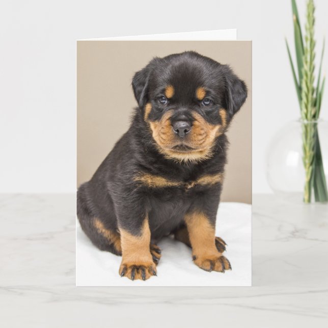 Rottweiler Welpenportrait Karte (Vorderseite)