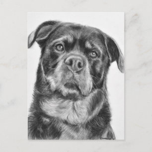 Rottweiler Zeichnen Postkarte