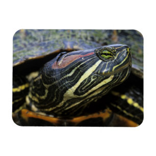 Rotwangen-Schmuckschildkröte, Trachemys scripta el Magnet