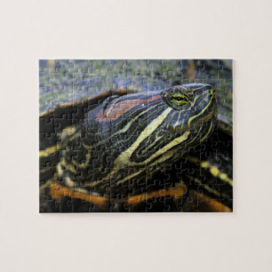 Rotwangen-Schmuckschildkröte, Trachemys scripta el Puzzle