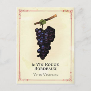 Rotweintrauben Bordeaux Postkarte