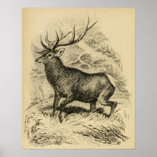 Rotwild (1849) poster