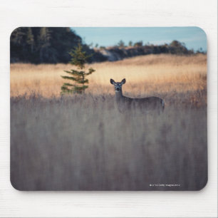 Rotwild auf dem Gebiet Mousepad