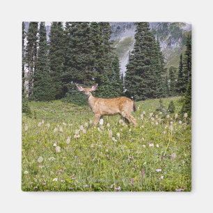 Rotwild im Paradies-Park Magnet