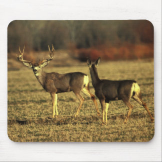 Rotwild-morgens Wiese Mousepad