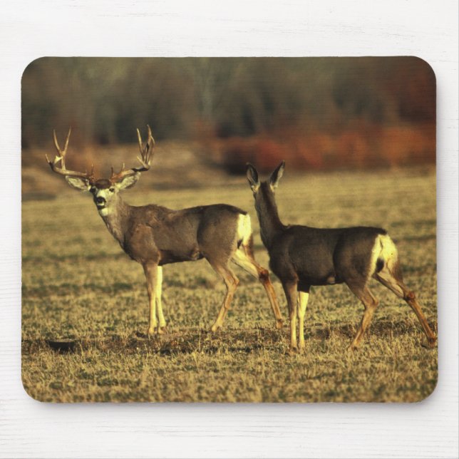 Rotwild-morgens Wiese Mousepad (Vorne)
