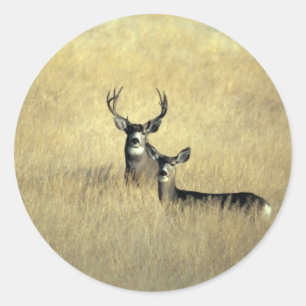 Rotwild Runder Aufkleber