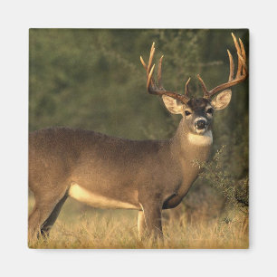 Rotwildmagnet Magnet