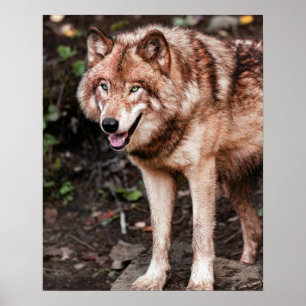 Rotwolf-Hüttenstil Modernes Foto Poster