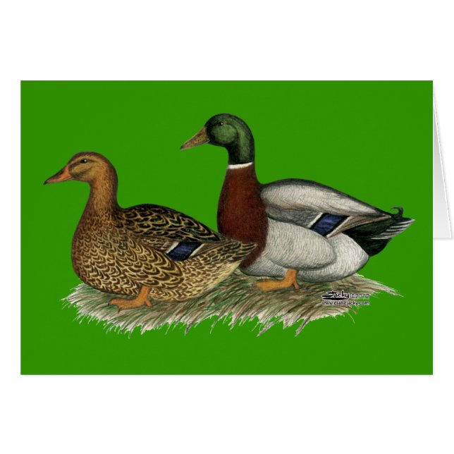 Rouen Ducks (Vorderseite (Horizontal))