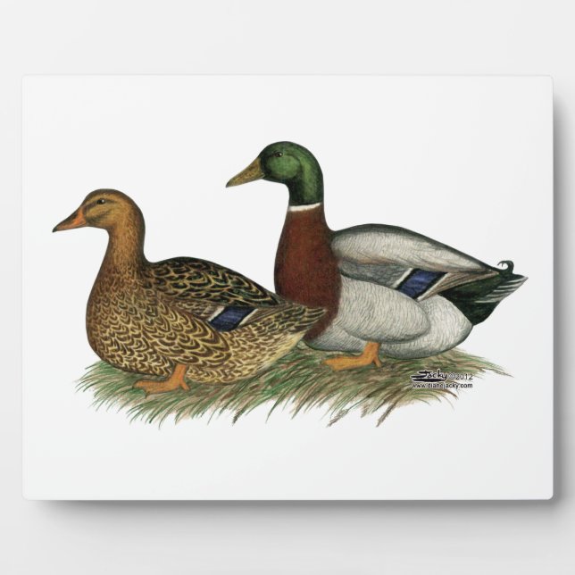 Rouen Ducks Fotoplatte (Vorderseite)