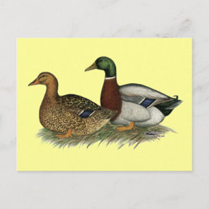 Rouen Ducks Postkarte